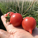 Spring Peach Heart Tomato, 10 Seeds