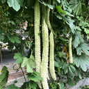 Chang Cui Yu Slender Bitter Melon, 5 Seeds
