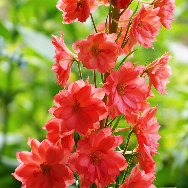 Red Rocket Larkspur, 500 Seeds