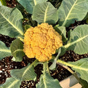 Jin Buhuan Cauliflower, 30 Seeds