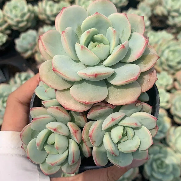 Echeveria Crassula Var 4.0, 1pc x 3-5 heads