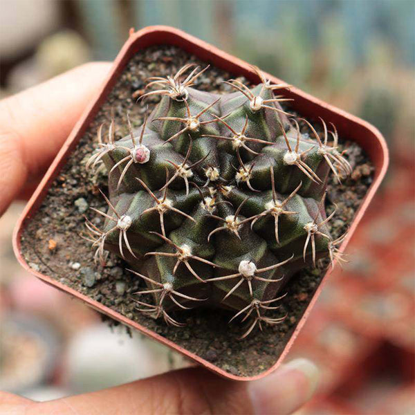 'Ruiyun Peony' Live Cactus, 3-4cm