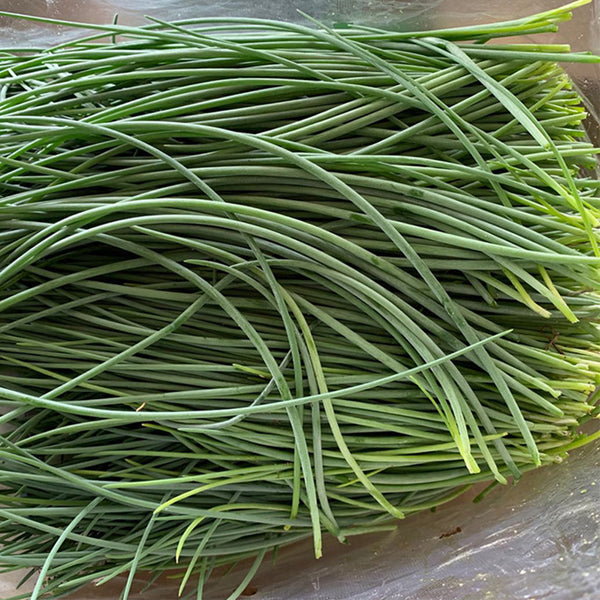 Minqin Sand Scallion, 200 Seeds