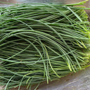 Minqin Sand Scallion, 200 Seeds