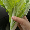 White-Stemmed Bok Choy Seeds, 10g