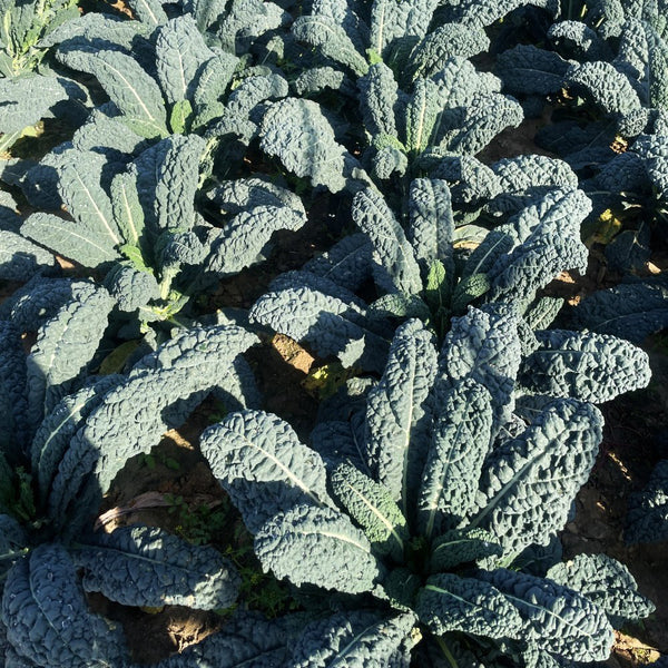 Dinosaur Kale, 100 Seeds