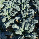 Dinosaur Kale, 100 Seeds