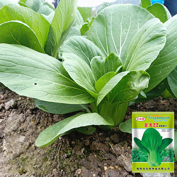 'Jinmei 22' Pak Choi Seeds, 10g