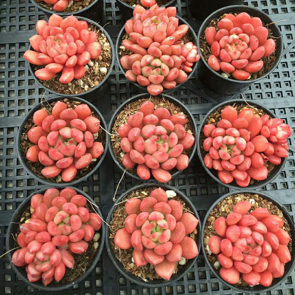 Sedeveria 'Pink Ruby', 3pcs x 1-head