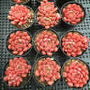 Sedeveria 'Pink Ruby', 3pcs x 1-head