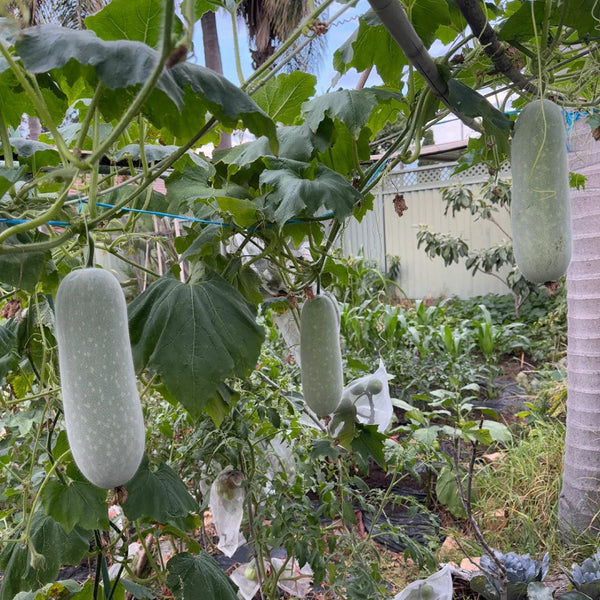 Baocui F1 Hybrid Hairy Gourd, 50 Seeds