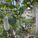 Baocui F1 Hybrid Hairy Gourd, 50 Seeds