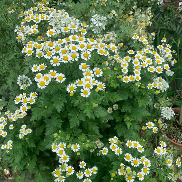 Hezhichun German Chamomile, 300 Seeds