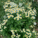 Hezhichun German Chamomile, 300 Seeds
