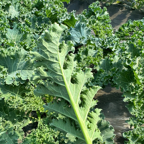 Firenze Kale, 100 Seeds