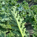 Firenze Kale, 100 Seeds