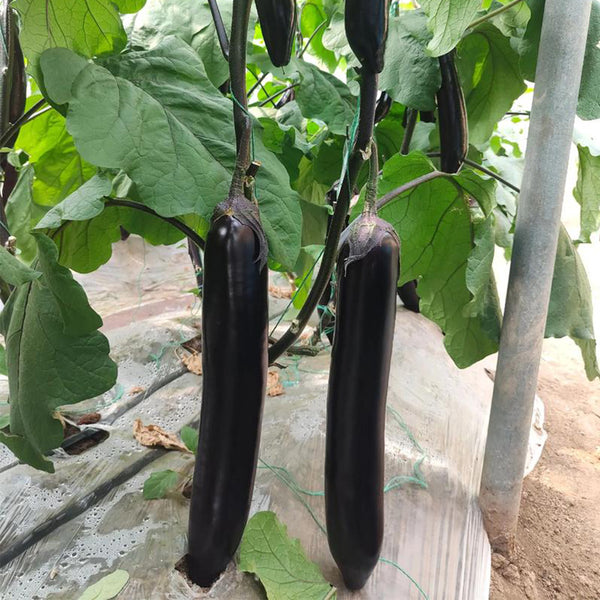 'Yuqie No.5' Eggplant Seeds, 8g