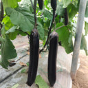 'Yuqie No.5' Eggplant Seeds, 8g