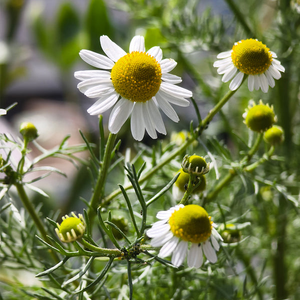 Hezhichun German Chamomile, 300 Seeds