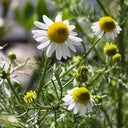 Hezhichun German Chamomile, 300 Seeds