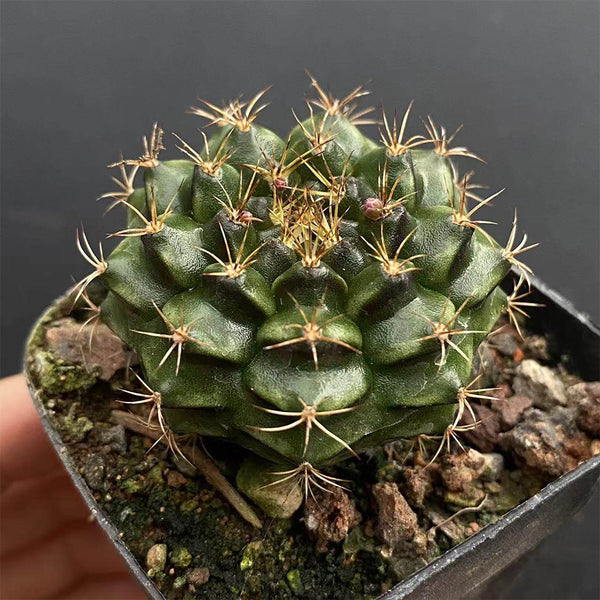 'Lishe Peony' Live Cactus, 3-4cm