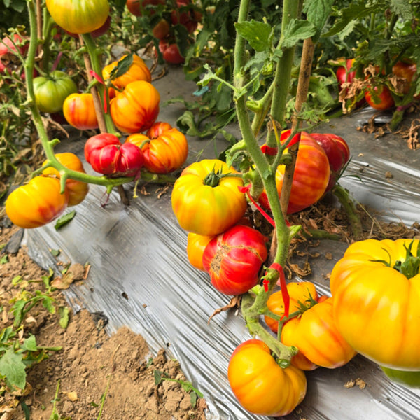 819 Yellow Marble Tomato, 5 Seeds