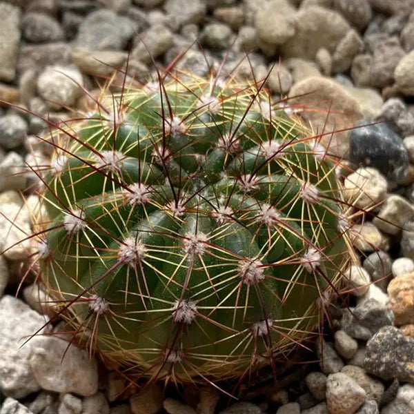 Parodia ottonis, 3-4cm