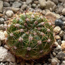 Parodia ottonis, 3-4cm