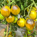 947 Rebel Green Gold Gem Tomato, 5 Seeds