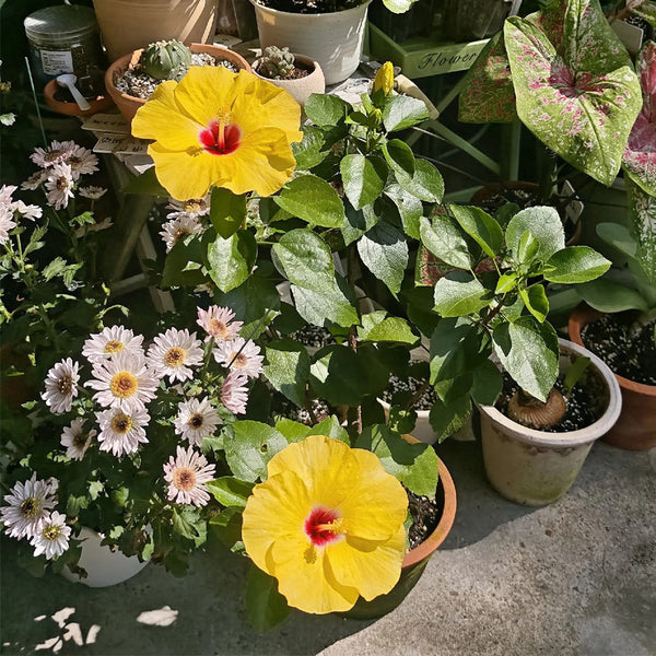 Pale Yellow Hibiscus, 20 Seeds