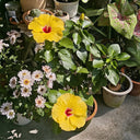 Pale Yellow Hibiscus, 20 Seeds