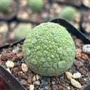 Pseudolithos migiurtinus Live Cactus