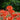Hezhichun Field Poppy Seeds, 1g