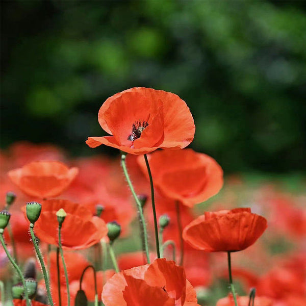 Hezhichun Field Poppy Seeds, 1g