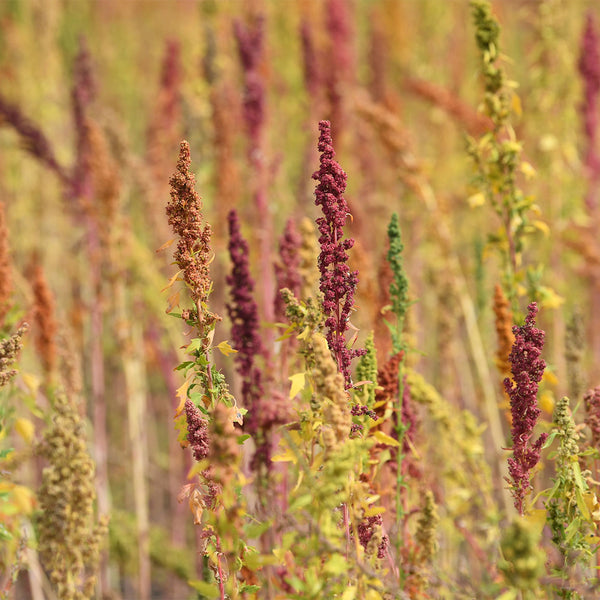 Red Quinoa Planting Seeds, 30 Grams ≈ 11000 Seeds