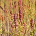 Red Quinoa Planting Seeds, 30 Grams ≈ 11000 Seeds