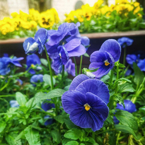Super Bingo Series Blue Pansy Seeds, 100 Seeds