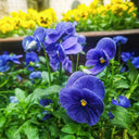 Super Bingo Series Blue Pansy Seeds, 100 Seeds