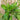 Common Plantain Seeds, 1 gram ≈ 1500 Seeds
