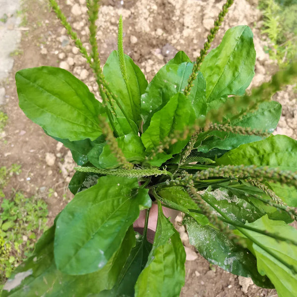 Common Plantain Seeds, 1 gram ≈ 1500 Seeds