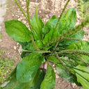 Common Plantain Seeds, 1 gram ≈ 1500 Seeds
