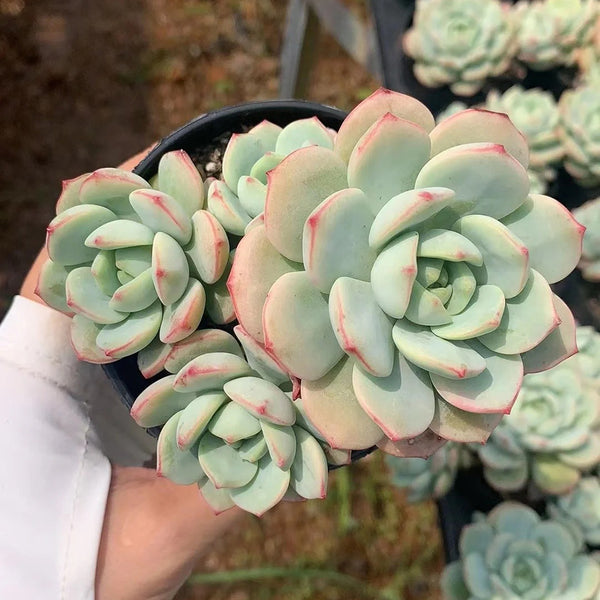 Echeveria Crassula Var 4.0, 1pc x 3-5 heads