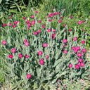Red Flowered Rose Campion, 20 Seeds