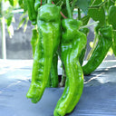 Crisp Thin-Skinned Chili Seeds, 1g