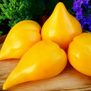 585 Zailiyskiy Alatau Yellow Tomato, 5 Seeds