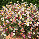 Mexican Fleabane, 20 Seeds