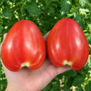129 Mom's Raspberry Oxheart Tomato, 5 Seeds