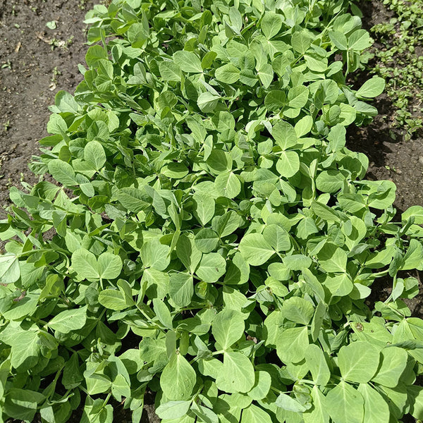 Sweet Crispy Pea Shoots Seeds, 50g