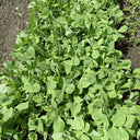 Sweet Crispy Pea Shoots Seeds, 50g