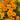 Dwarf French Marigold, 300 Seeds